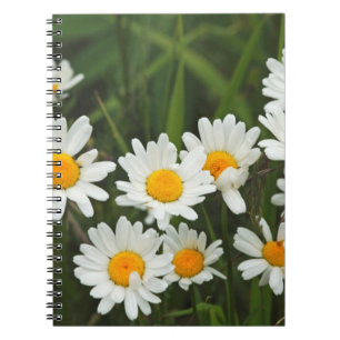 Carnet États-Unis, Washington, Seattle, Puget Sound 3