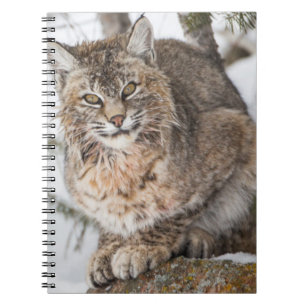 Carnet États-Unis, Wyoming, Parc national de Yellowstone,