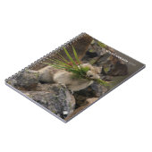 Carnet Été - American Pica (Côté gauche)