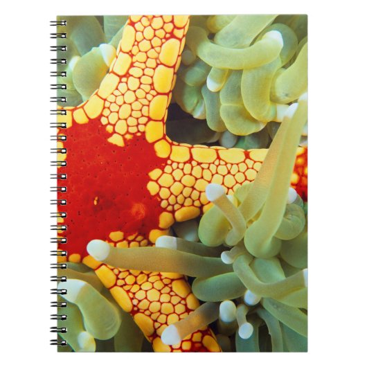 Carnet Étoile de mer rouge et jaune (Devant)