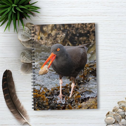 Carnet Etonnant Oystercatcher noir avec Clam