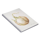 Carnet Étude 1993 d'oignon (Côté Droit)