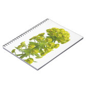 Carnet Euphorbe (Côté gauche)