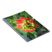 Carnet Euphorbe hétérophylle (Côté Droit)
