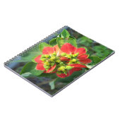 Carnet Euphorbe hétérophylle (Côté gauche)