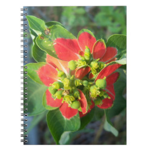 Carnet Euphorbe hétérophylle