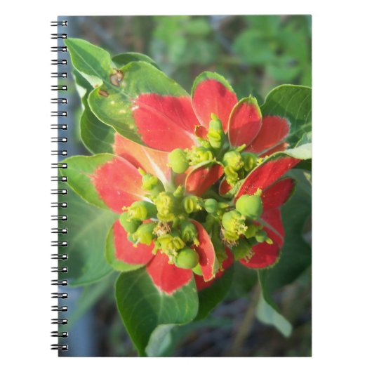 Carnet Euphorbe hétérophylle (Devant)
