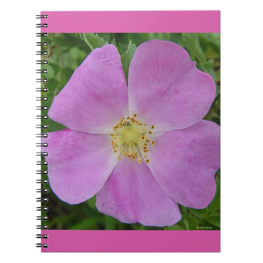 Carnet F11 Rose sauvage "Rosa arkansana" (Devant)