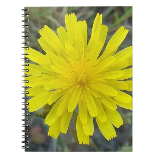 Carnet F16 Jaune Roi diable Fleur sauvage (Devant)