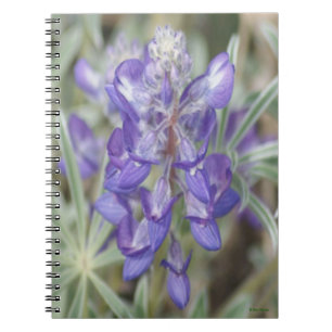 Carnet F18 Fleurs sauvages violettes Lupin annuel