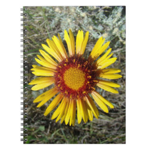 Carnet F1 Gaillardia fleur sauvage jaune