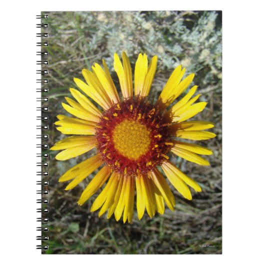Carnet F1 Gaillardia fleur sauvage jaune (Devant)