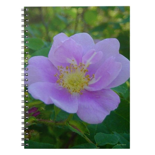 Carnet F37 Rose Sauvage (Devant)