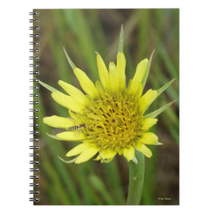 Carnet F41 Jaune Barbe de Bouc Fleur Sauvage