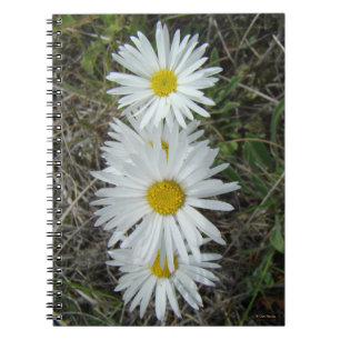 Carnet F42 Fleurs sauvages blanches Aster lisse
