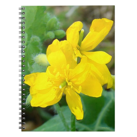 Carnet F44 Fleur sauvage jaune moutarde sauvage (Devant)
