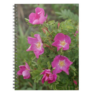 Carnet F46 Roses sauvages