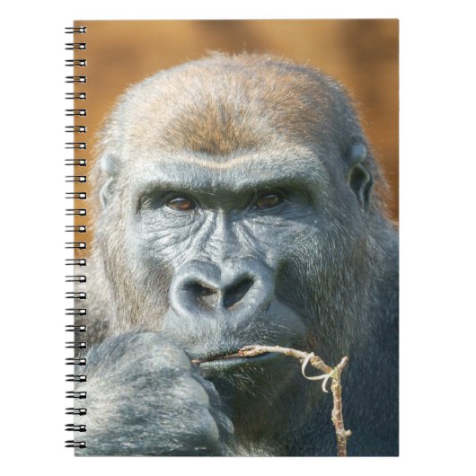 Carnet Face à face avec une Gorille (Devant)