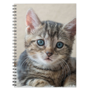 Carnet Face de chat mignonne