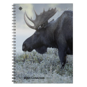 Carnet Fall - Moose