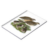 Carnet Famille de Cailles Coturnix (Côté gauche)