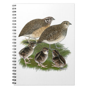 Carnet Famille de Cailles Coturnix