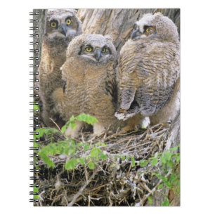 Carnet Famille de jeunes grands-ducs d'Amérique (Bubo vir