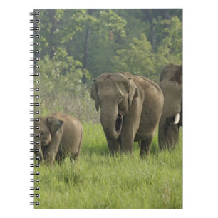 Carnet Famille d'éléphants indiens