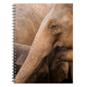 Carnet Famille des éléphants : Faune majestueuse