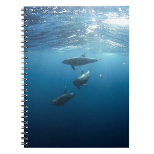 Carnet Famille Dolphin sous-marine