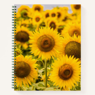 Carnet Farms A Sunflower