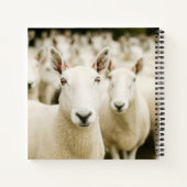 Carnet Farms | Herd of Sheep (Dos)