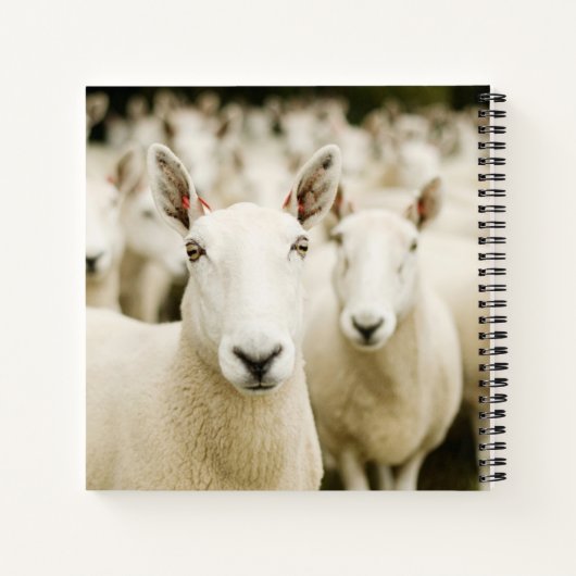 Carnet Farms | Herd of Sheep (Dos)