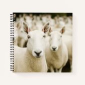 Carnet Farms | Herd of Sheep (Devant)