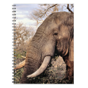 Carnet Faune d'amants d'éléphant