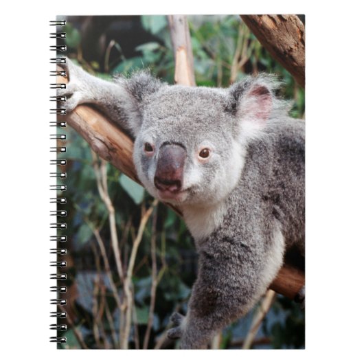 Carnet Featherdale Wildlife Park, Koala Bears (Devant)