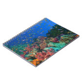 Carnet Fées basslets banc (Pseudanthias (Côté gauche)