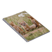 Carnet Femelle du renard véloce (Vulpes velox) jeune à (Côté Droit)