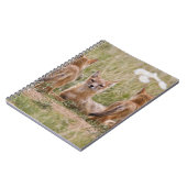 Carnet Femelle du renard véloce (Vulpes velox) jeune à (Côté gauche)