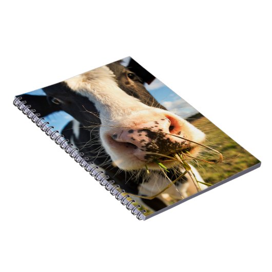 Carnet Fermes | Vache Holstein Chewing (Côté Droit)