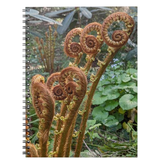 Carnet Fern Fiddleheads Botanique (Devant)