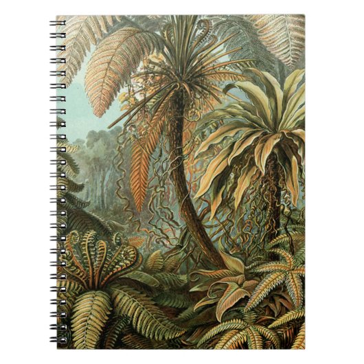 Carnet Ferns Palm Tree Antiquité Botanique Ferns Art (Devant)