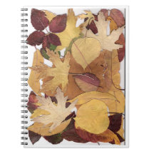 Feuille d'automne