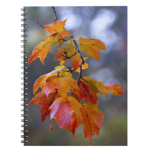 Carnet Feuilles d'automne (Devant)