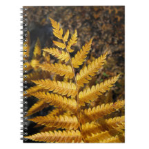 Feuilles d'automne Golden Ferme Photo