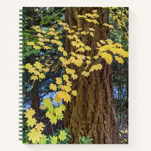 Carnet Feuilles d'érable jaune et Douglas Fir (Devant)