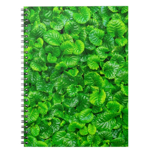 Carnet Feuilles vertes luxuriantes (Devant)