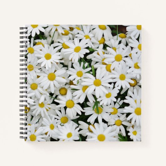 Carnet Field of Daisies Photo (Devant)