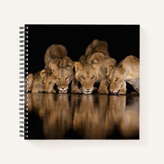 Carnet Fierté de lions buvant au point d'eau la nuit (Devant)