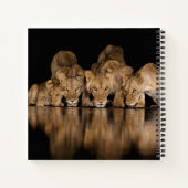 Carnet Fierté de lions buvant au point d'eau la nuit (Dos)
